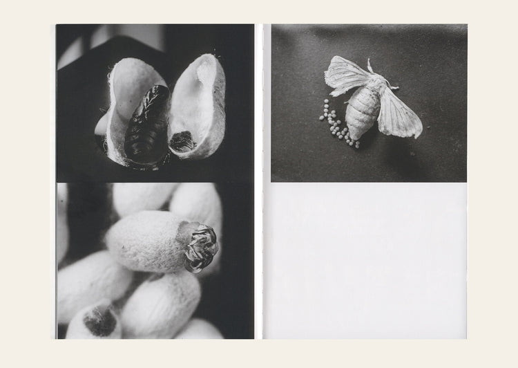 SERI(a) 2: Silk is a Noun