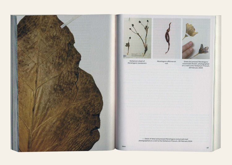 Three Becomes Two Becomes One Becomes None - Leonie Brandner