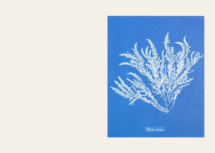 Sunprint Notecard - The Cyanotypes of Anna Atkins