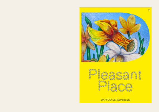 Pleasant Place 7: Daffodils (Narcissus)